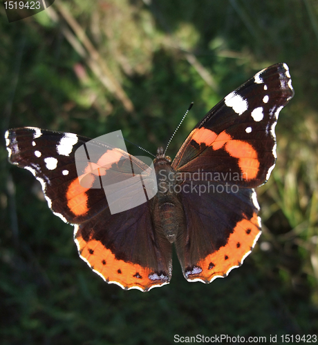 Image of Red Admiral butterfly