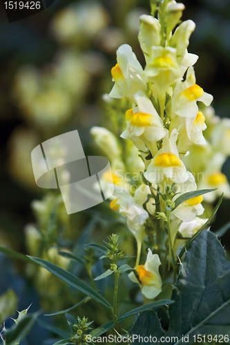 Image of yellow snapdragon flowers