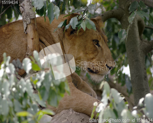 Image of Lion in a african tree