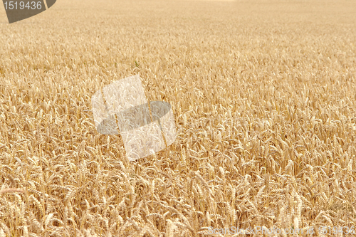 Image of ripe grain field detail