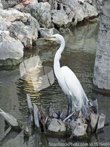 Image of water and egret