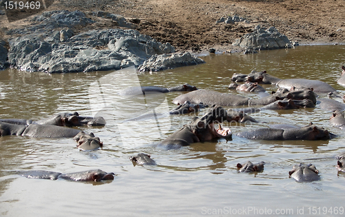 Image of Hippos and sandy shore