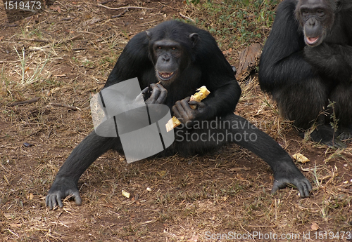 Image of chimpanzees on the ground