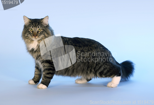 Image of Norwegian Forest Cat