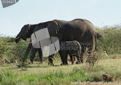 Image of some Elephants in Uganda