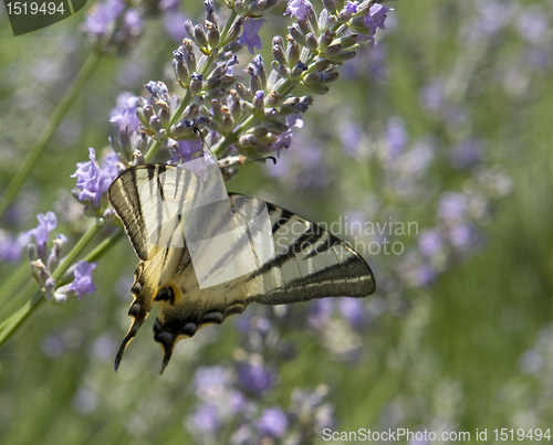 Image of Scarce Swallowtail