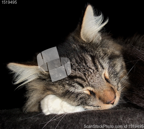 Image of sleeping cat portrait