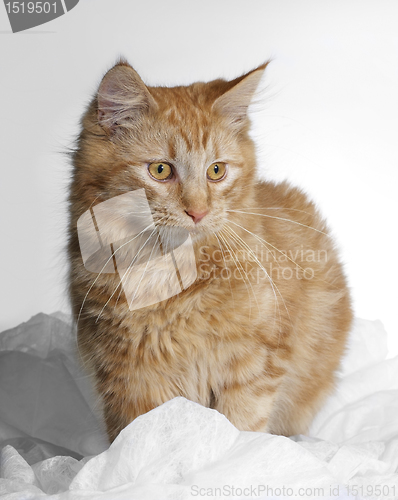 Image of Maine Coon kitten