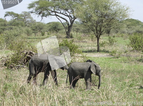 Image of savannah with two young Elephants