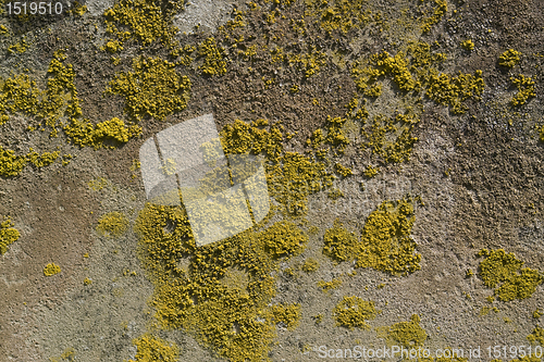 Image of lichen on rough stone surface