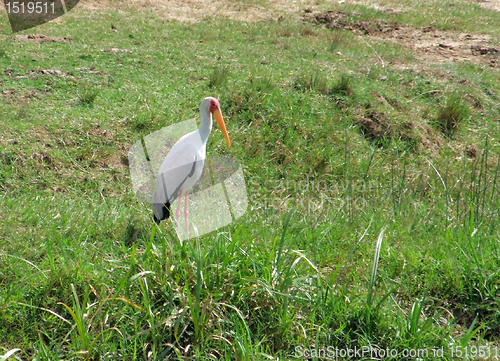 Image of Yellow-billed Stork in grassy back