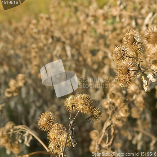 Image of sere brown cocklebur