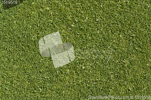 Image of abstract golf green background