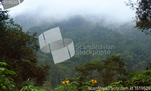 Image of Bwindi Impenetrable Forest in Uganda