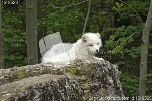 Image of Arctic Fox resting on rock formation