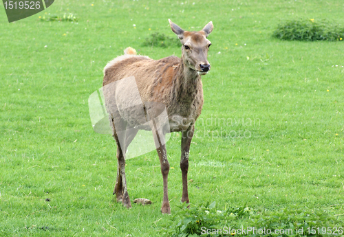 Image of Red Deer on green grassland