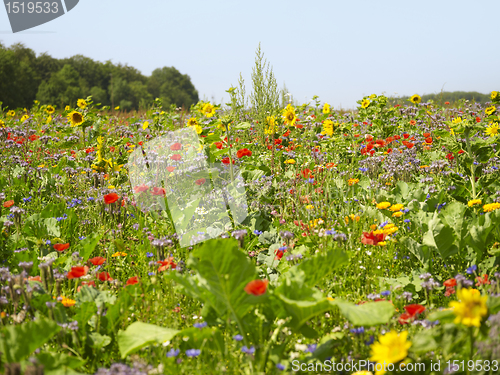 Image of flowering meadow