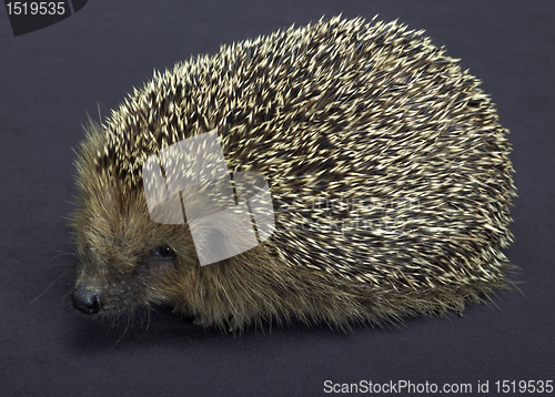 Image of hedgehog in dark back