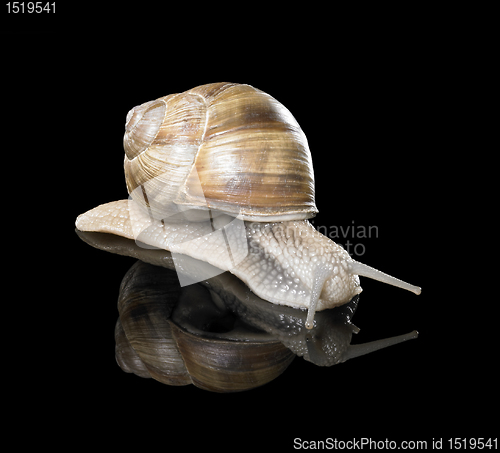 Image of Grapevine snail on black