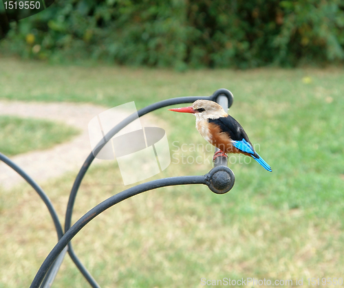 Image of Common Kingfisher in Africa