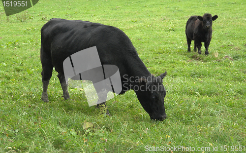 Image of dark cows on green grass