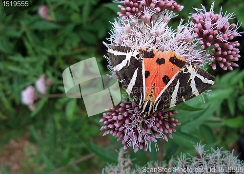 Image of Jersey Tiger on flower