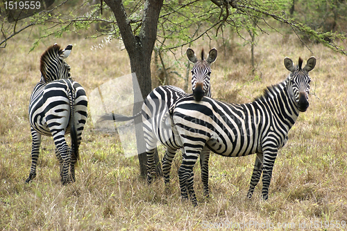 Image of Zebras in Africa