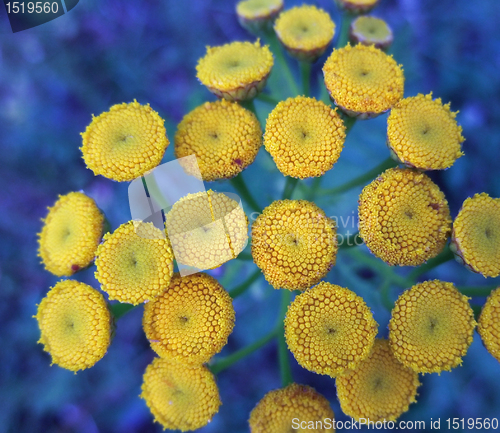 Image of detail of yellow flowers