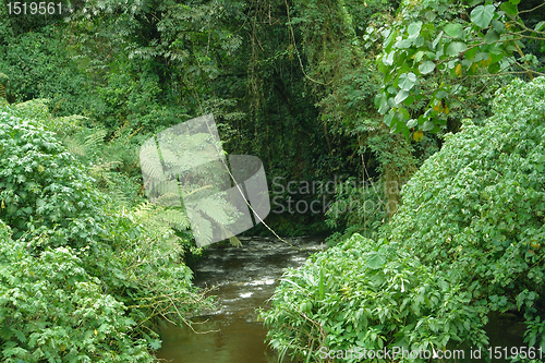 Image of Bwindi Impenetrable Forest in Uganda