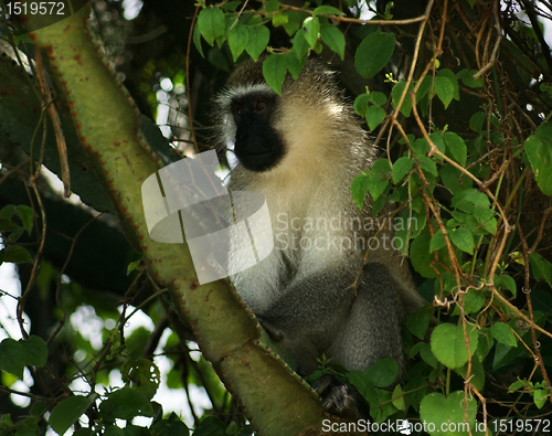 Image of vervet monkey sitting in a treetop