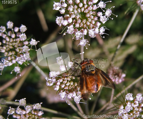 Image of Diptera in natural back