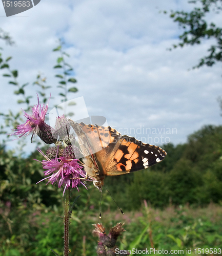 Image of Painted Lady butterfly on thistle flower