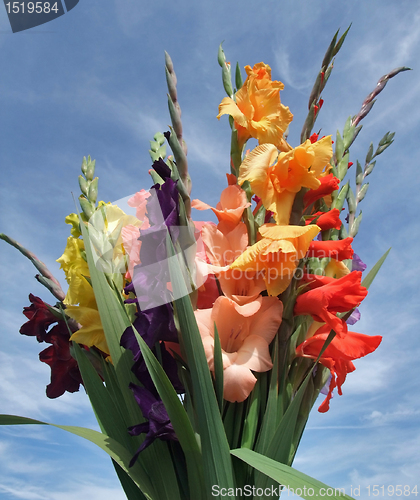 Image of bunch of gladioli flowers