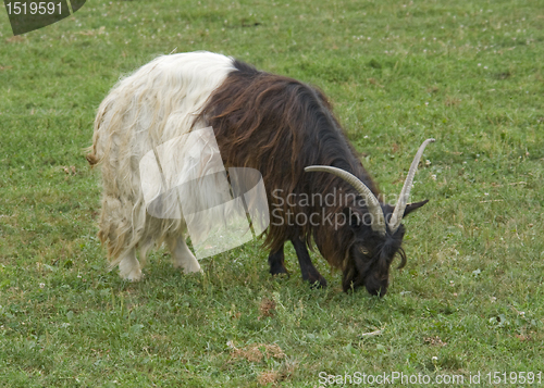 Image of Valais Blackneck on green grass