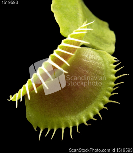 Image of carnivorous plant detail