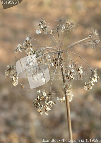 Image of seedy stalk