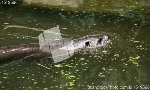 Image of swimming Otter