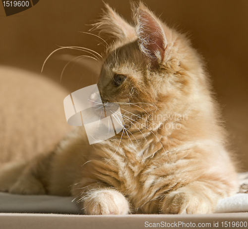 Image of Maine Coon kitten