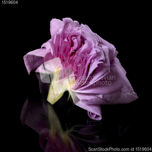 Image of half of a pink rose