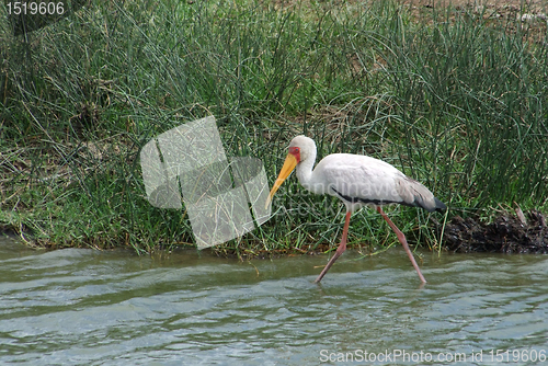 Image of waterside wading Yellow-billed Stork
