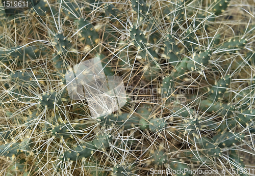 Image of tubular cacti detail