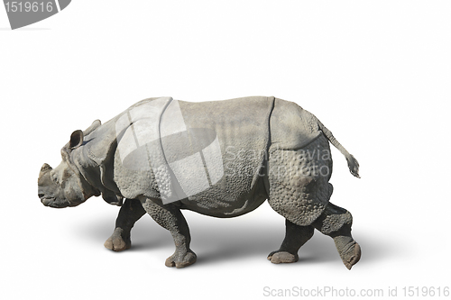 Image of rhinoceros in white back