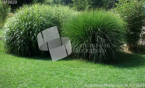 Image of spherical grass plants