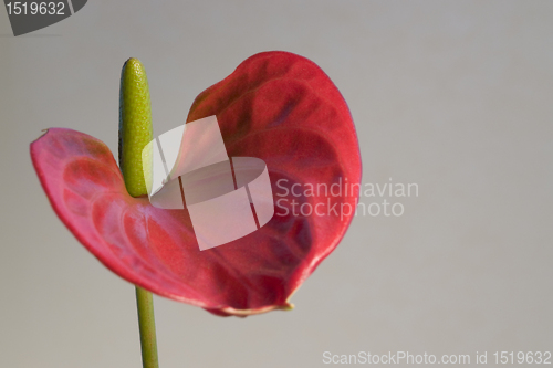 Image of red Flamingo Flower detail in grey back