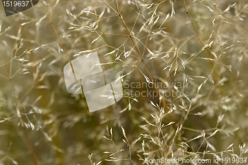 Image of sere filigree grass closeup