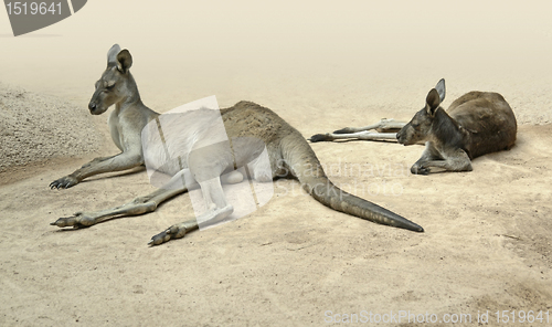 Image of kangaroos