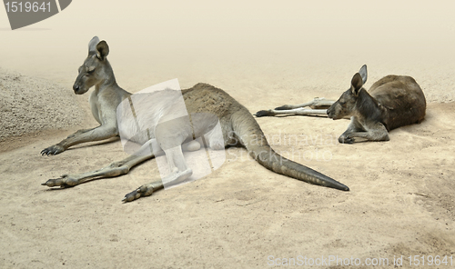 Image of kangaroos