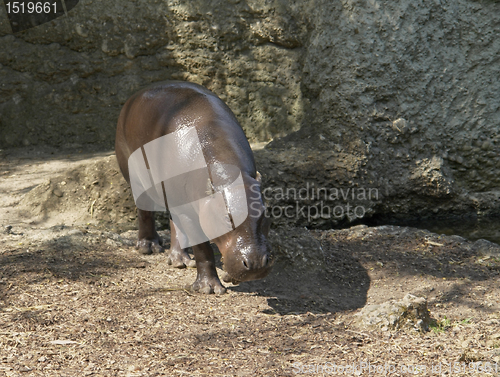 Image of Pygmy Hippopotamus