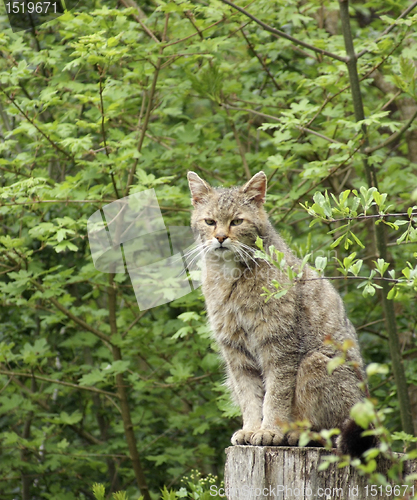 Image of wildcat in natural ambiance