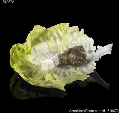 Image of Grapevine snail on green lettuce leaf